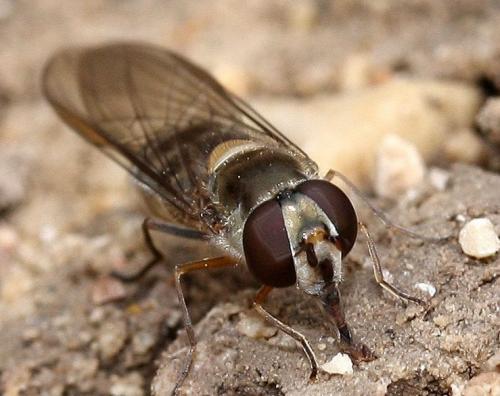 Réf. 29 252 : Meliscaeva auricollis