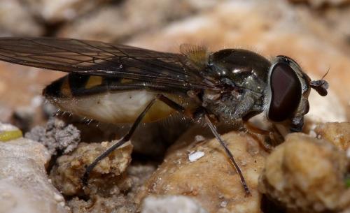 Réf. 29 240 : Meliscaeva auricollis