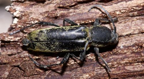 Chlorophorus sp.