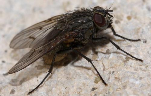 Réf. 29 324 : Helina evecta