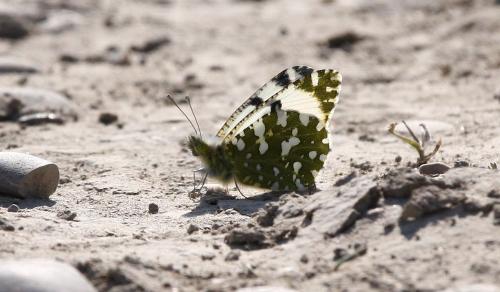 Euchloe crameri