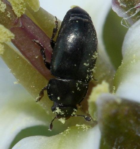 Meligethinae