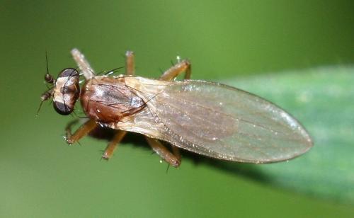 Lonchoptera sp.