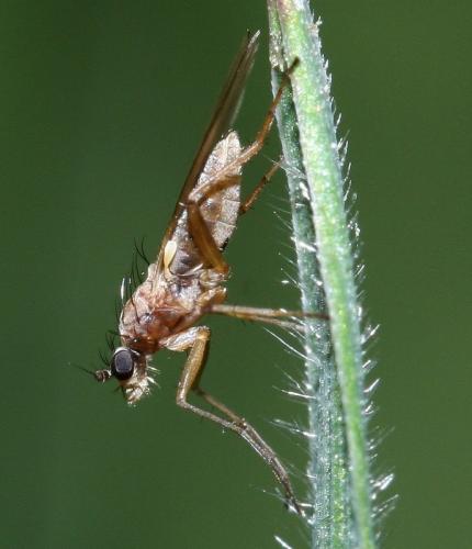 Réf. 29 409 : Lonchoptera sp.