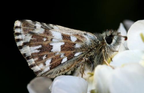 Pyrgus malvoides