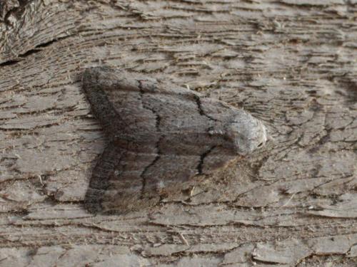 Réf. 29 263 : Nola thymula