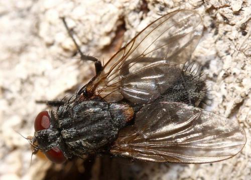 Réf. 29 574 : Muscina levida