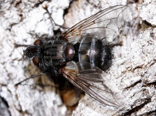 Réf. 29 571 : Bothria frontosa