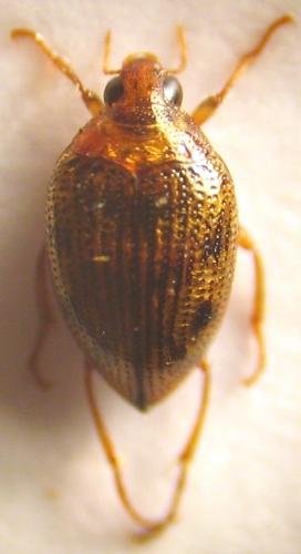 Haliplus sp.