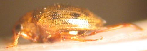 Haliplus sp.