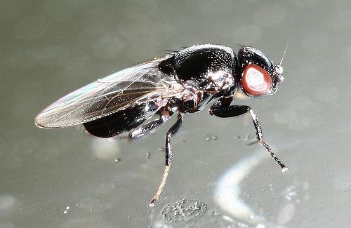 Madiza glabra