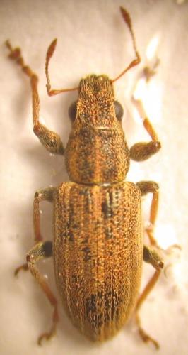 Sitona lineatus