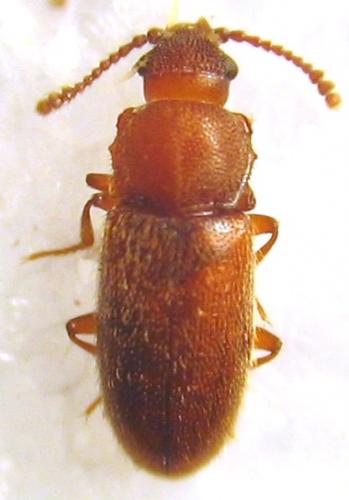 Cryptophagus sp.