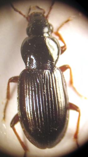 Pterostichus strenuus