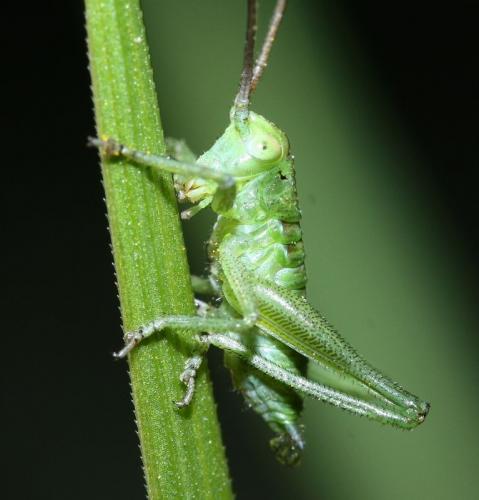 Réf. 29 785 : Tettigonia viridissima
