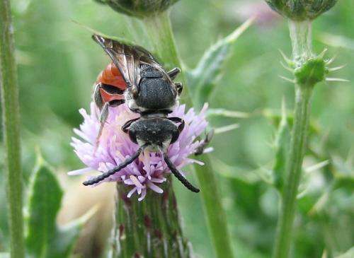 Sphecodes sp.