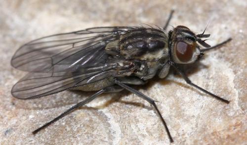 Réf. 29 826 : Limnophora riparia