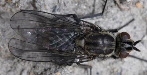 Réf. 29 827 : Limnophora riparia