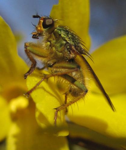 Scathophaga stercoraria
