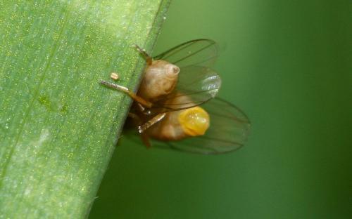 Thaumatomyia sp.