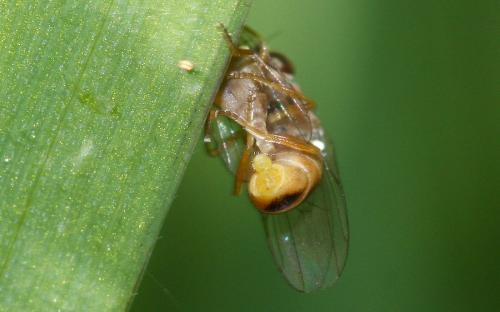 Thaumatomyia sp.