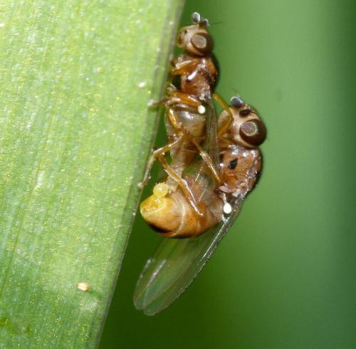 Réf. 29 949 : Thaumatomyia sp.