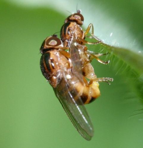 Thaumatomyia sp.