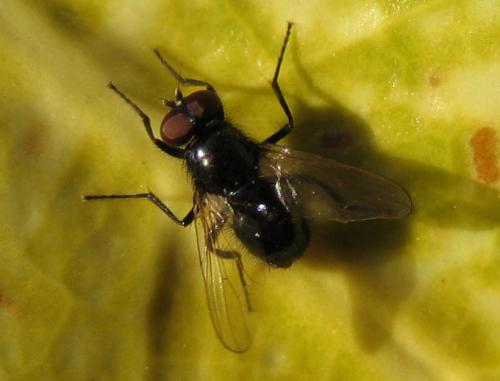 Réf. 29 538 : Hydrotaea sp.