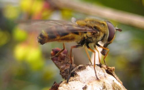 Réf. 29 539 : Syrphus torvus