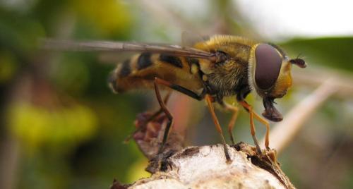 Réf. 29 540 : Syrphus torvus