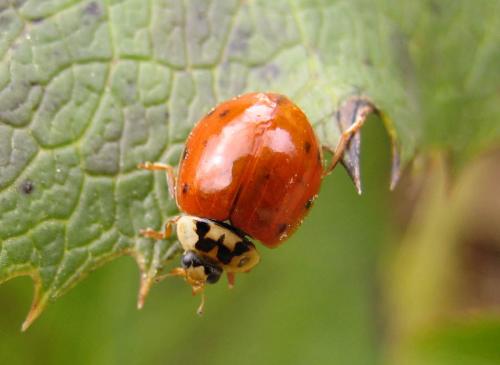 Harmonia axyridis