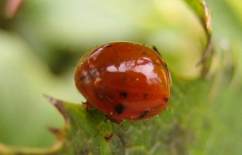 Harmonia axyridis