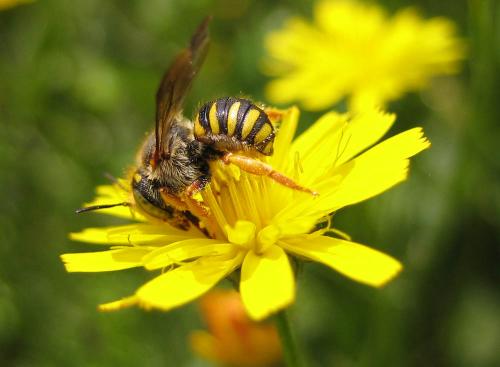 Réf. 29 195 : Anthidium sp.