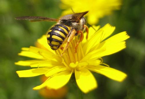 Réf. 29 196 : Anthidium sp.