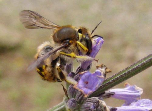 Anthidium sp.