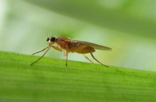 Lonchoptera sp.