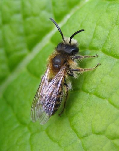 Andrena gravida