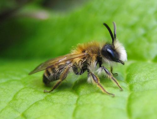 Andrena gravida