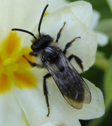 Andrena cineraria