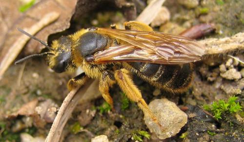 Réf. 29 207 : Halictus sp.