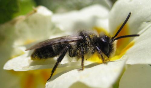Andrena cineraria