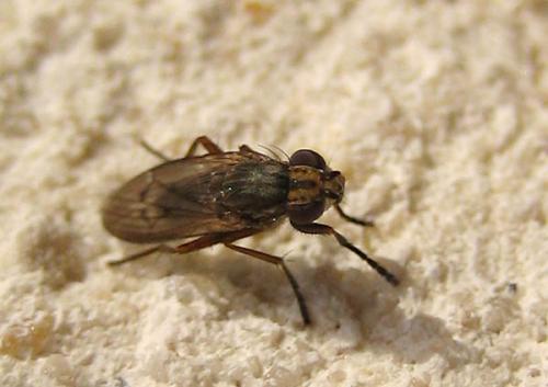 Pherbellia cinerella