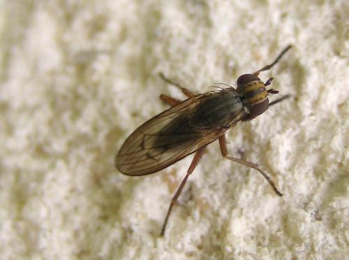 Pherbellia cinerella
