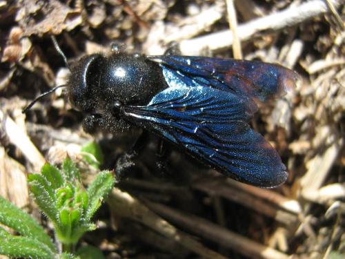 Xylocopa iris