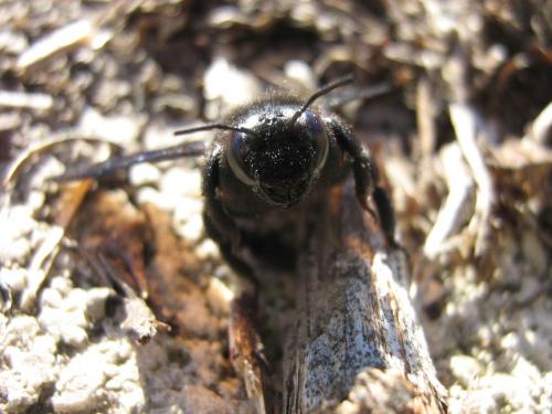 Xylocopa iris