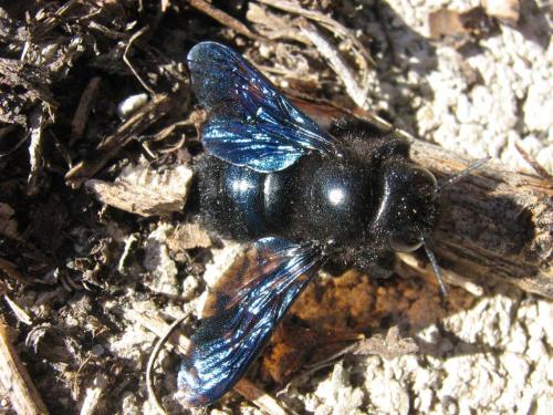 Réf. 29 034 : Xylocopa iris