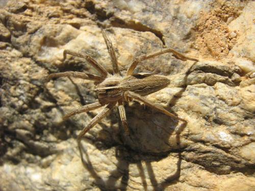 Pisaura mirabilis