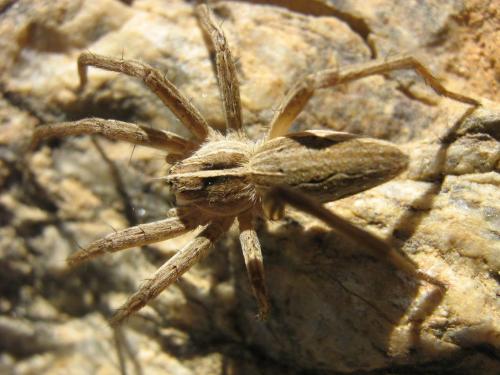 Pisaura mirabilis