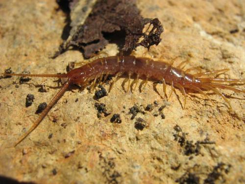 Lithobius sp.