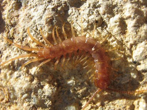 Lithobius sp.